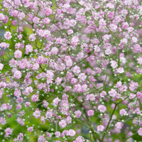 Gypsophila muralis, šlajer