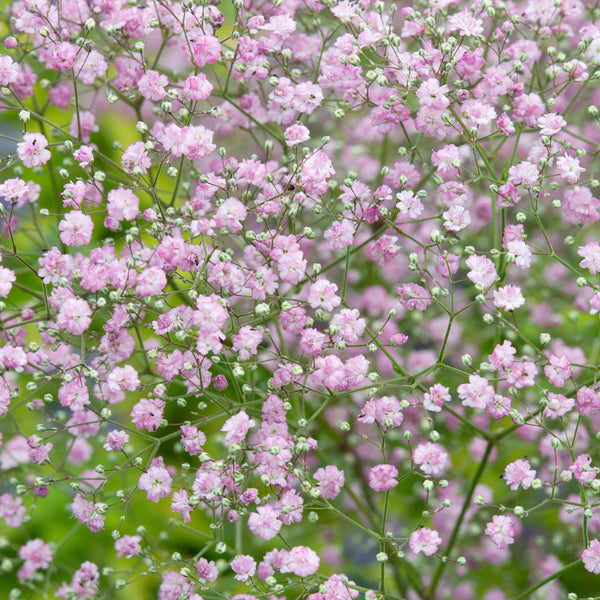 Gypsophila muralis, šlajer