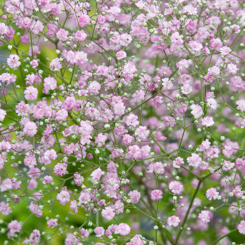 Gypsophila muralis, šlajer