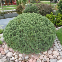 Pinus mugo 'Mops'