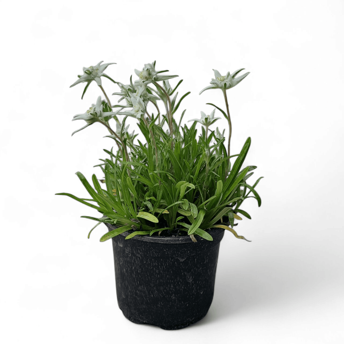 Leontopodium alpinum, planika
