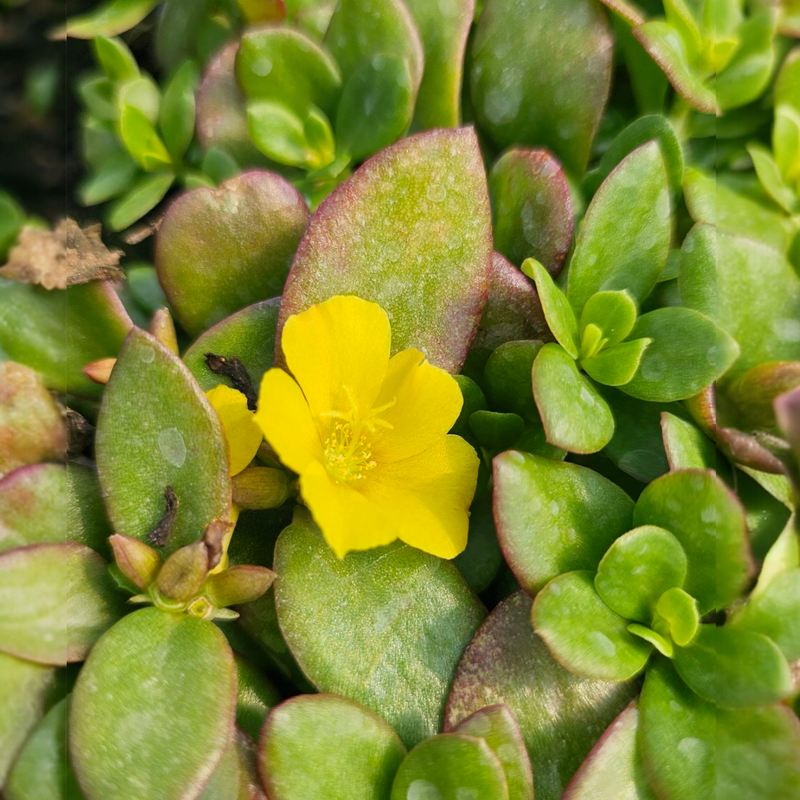 Portulaca umbraticola, Portulak