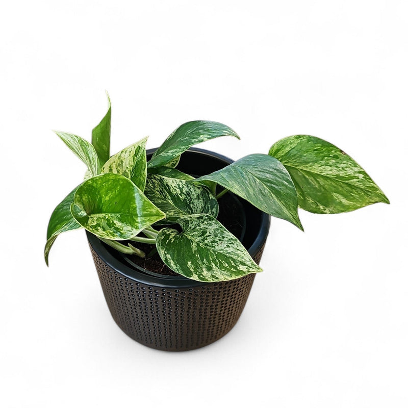 Epipremnum pinnatum "Marble Queen", Potos