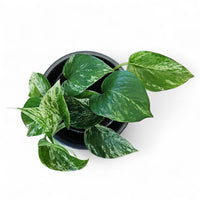 Epipremnum pinnatum "Marble Queen", Potos