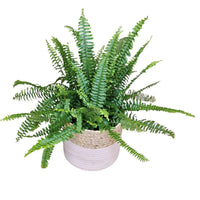 Nephrolepis - zelena sobna praprot