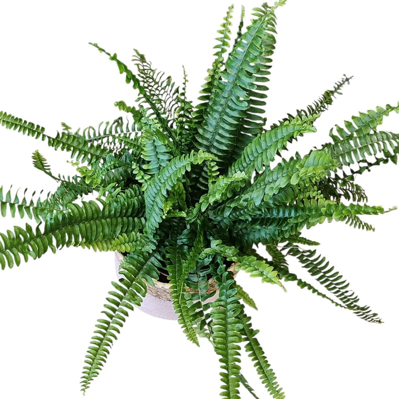 Nephrolepis - zelena sobna praprot