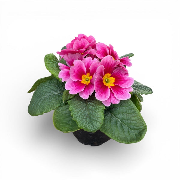 Roza primula trobentica