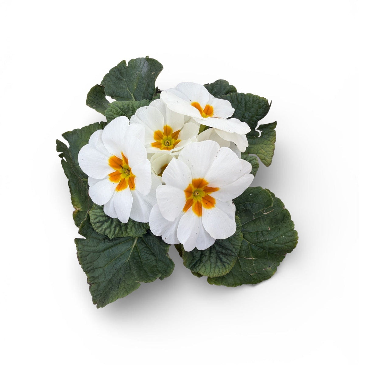 belo rumena primula trobentica