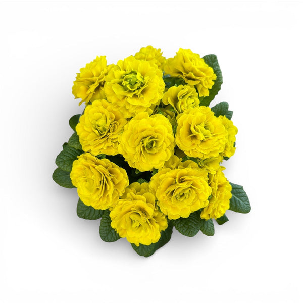 Primula, trobentica, polnocvetna,  lastna proizvodnja