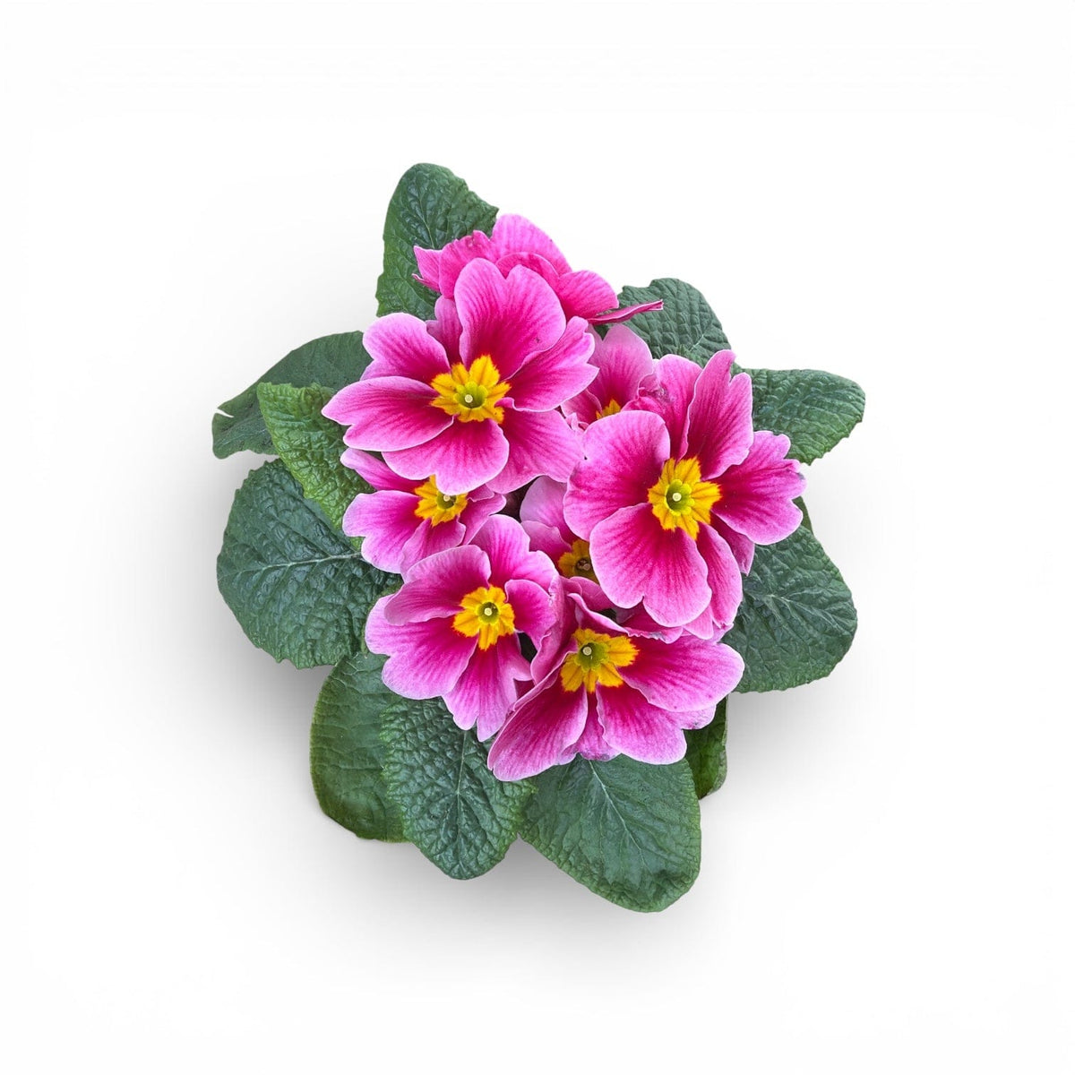 roza rumena primula trobentica