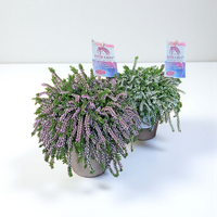Calluna Vulgaris Rasta girls, jesenska povešava resa