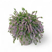Calluna Vulgaris Rasta girls, jesenska povešava resa