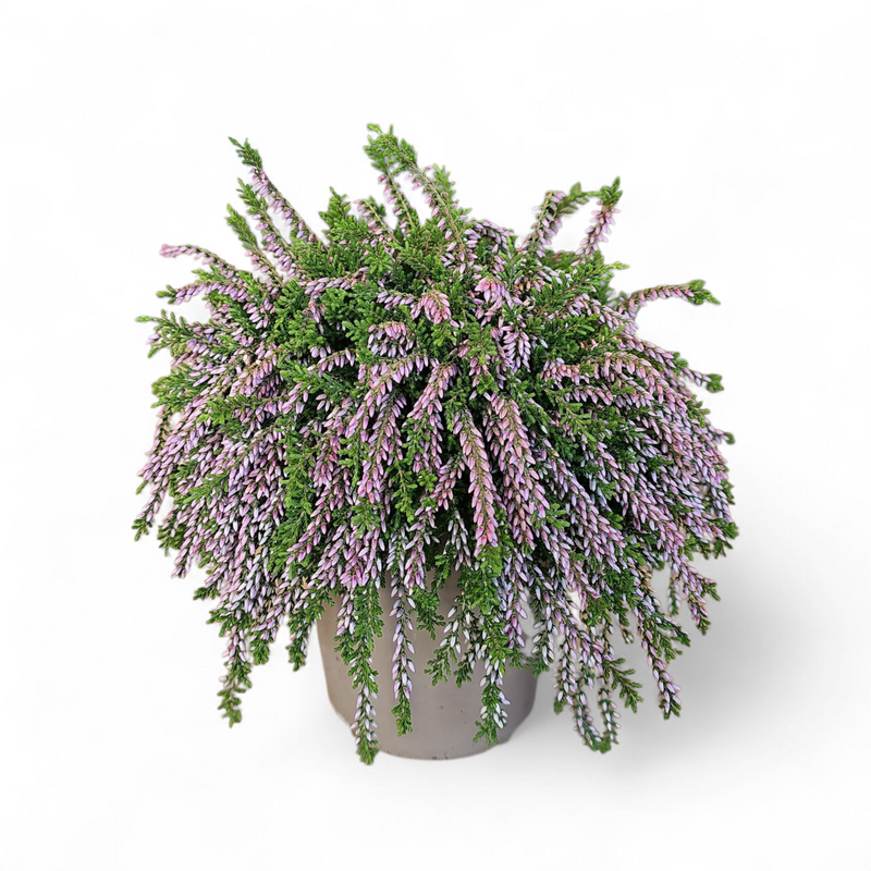 Calluna Vulgaris Rasta girls, jesenska povešava resa