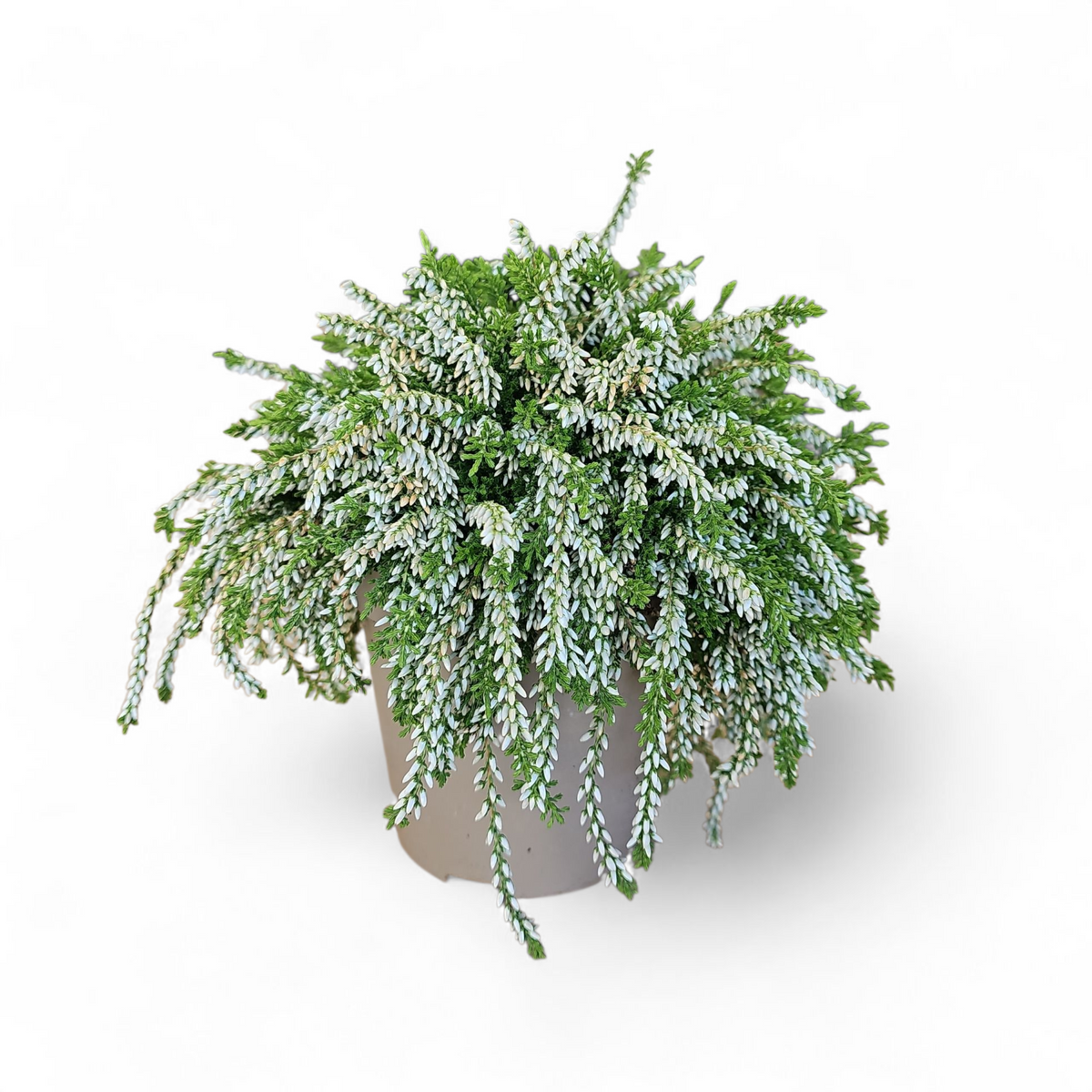 Calluna Vulgaris Rasta girls, jesenska povešava resa