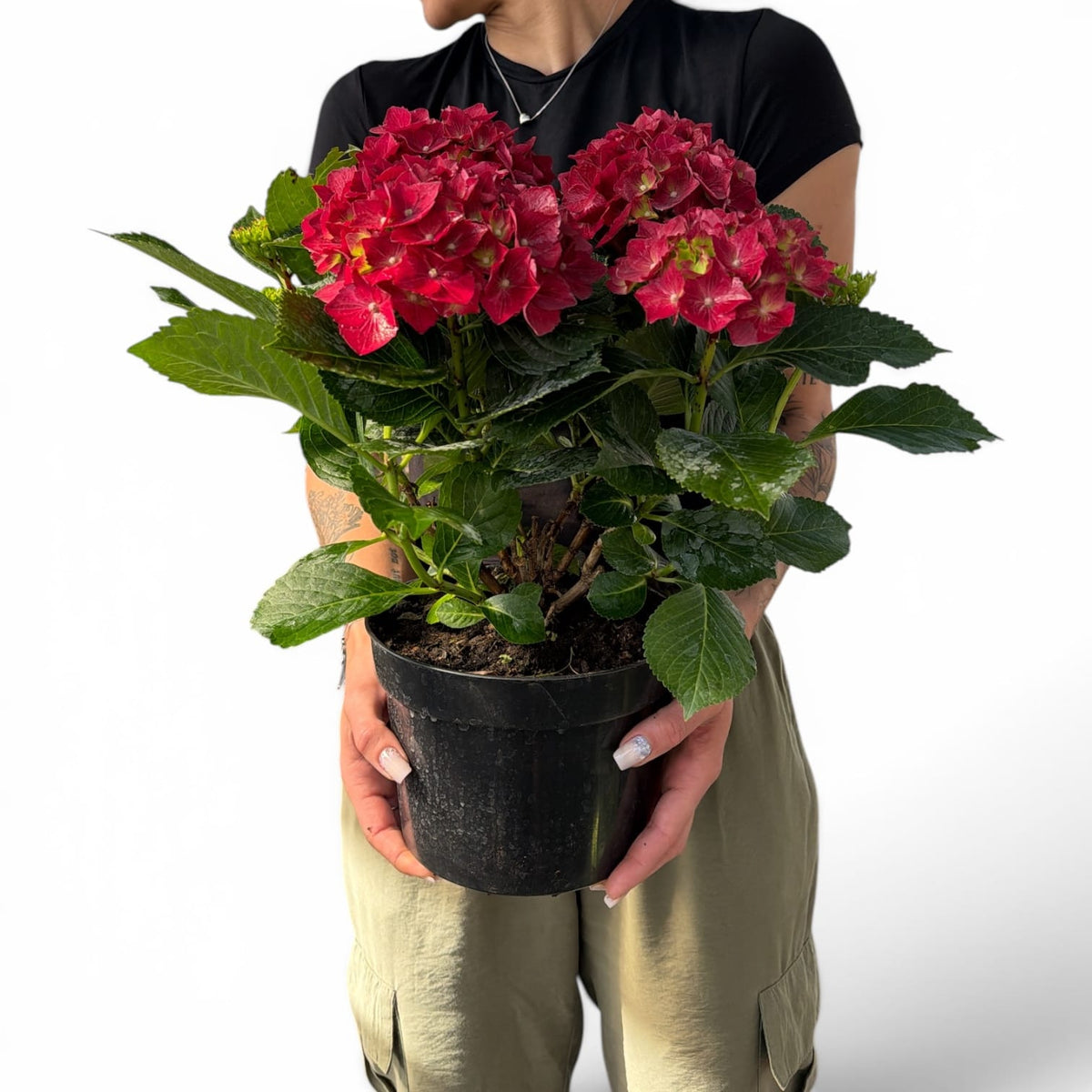 Hydrangea macrophylla, hortenzija Več barvnih kombinacij