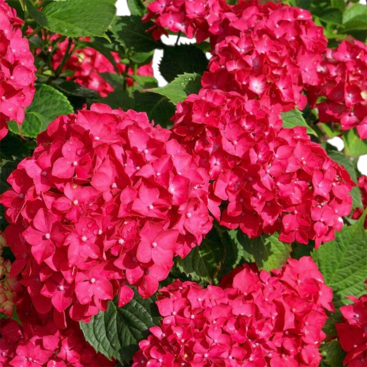 Hydrangea macrophylla, hortenzija Več barvnih kombinacij
