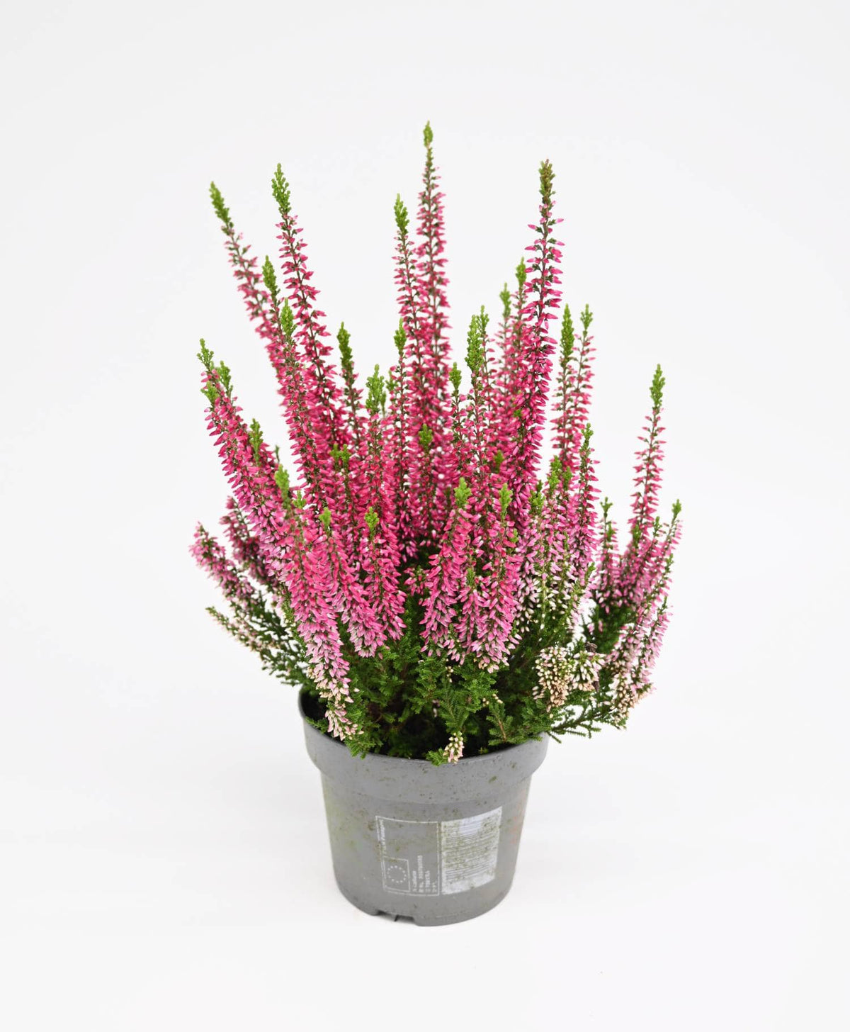 Jesenska resa Beauty ladies Red