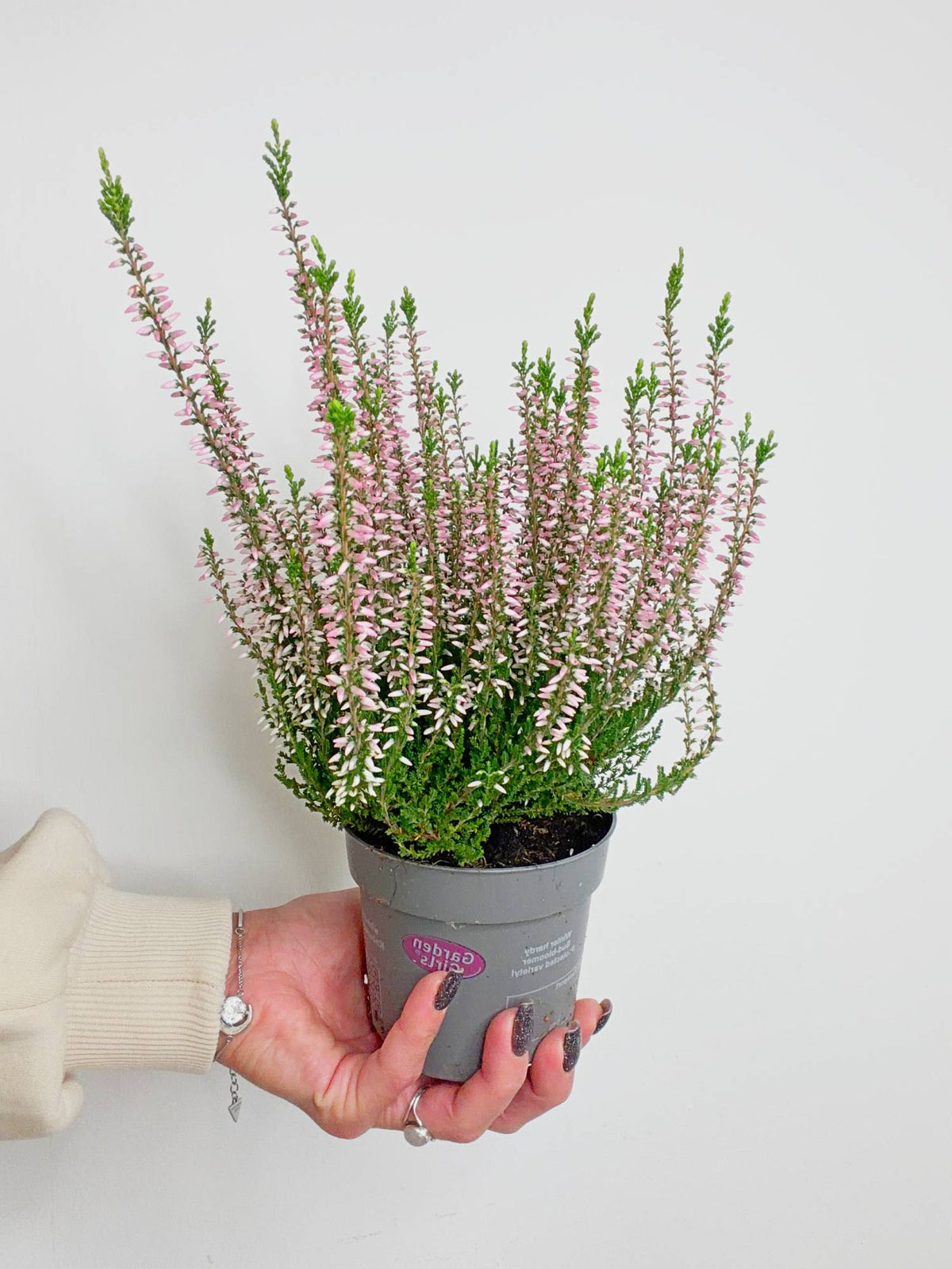 Jesenska resa Calluna vulgaris