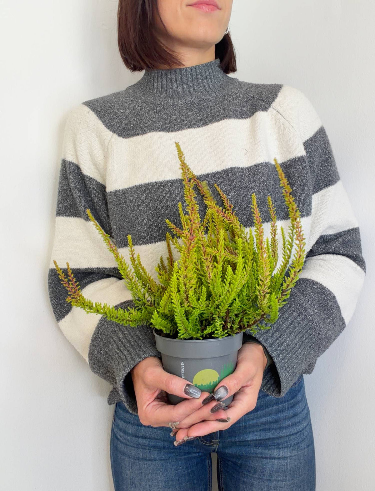Jesenska resa Calluna vulgaris Agneta