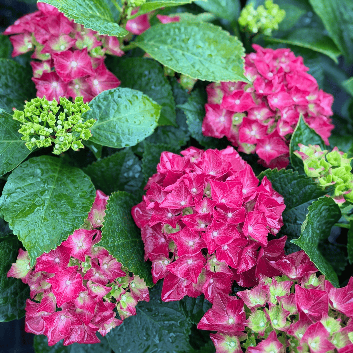 Hydrangea macrophylla, hortenzija Več barvnih kombinacij
