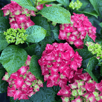 Hydrangea macrophylla, hortenzija Več barvnih kombinacij