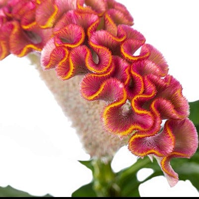 Celosia argentea, Petelinji greben