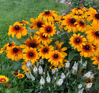 Rudbeckia, rudbekija