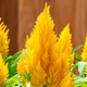 Celosia argentea, Petelinji greben