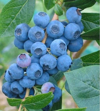 Vaccinium Corymbosum "Emblue", Ameriška borovnica