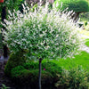 Salix integra Hakuro Nishiki, pisanolistna japonska vrba