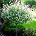Salix integra Hakuro Nishiki, pisanolistna japonska vrba