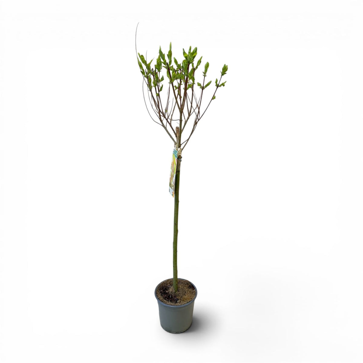 Salix integra Hakuro Nishiki, pisanolistna japonska vrba