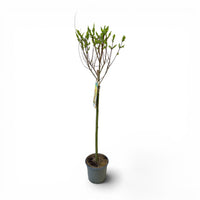 Salix integra Hakuro Nishiki, pisanolistna japonska vrba
