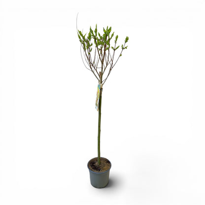 Salix integra Hakuro Nishiki, pisanolistna japonska vrba