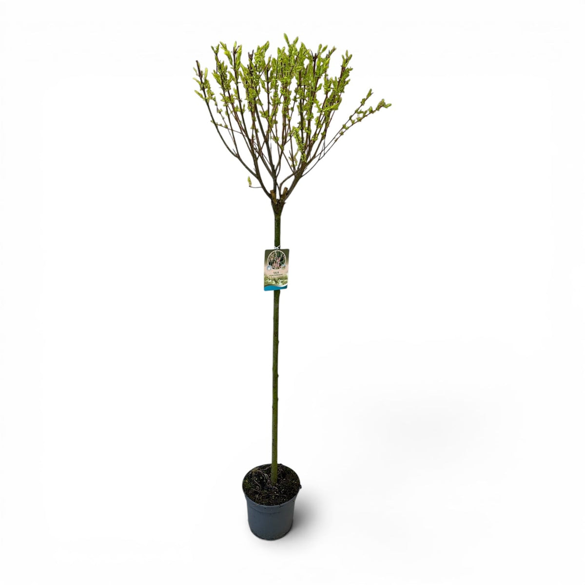 Salix integra Hakuro Nishiki, pisanolistna japonska vrba