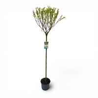 Salix integra Hakuro Nishiki, pisanolistna japonska vrba