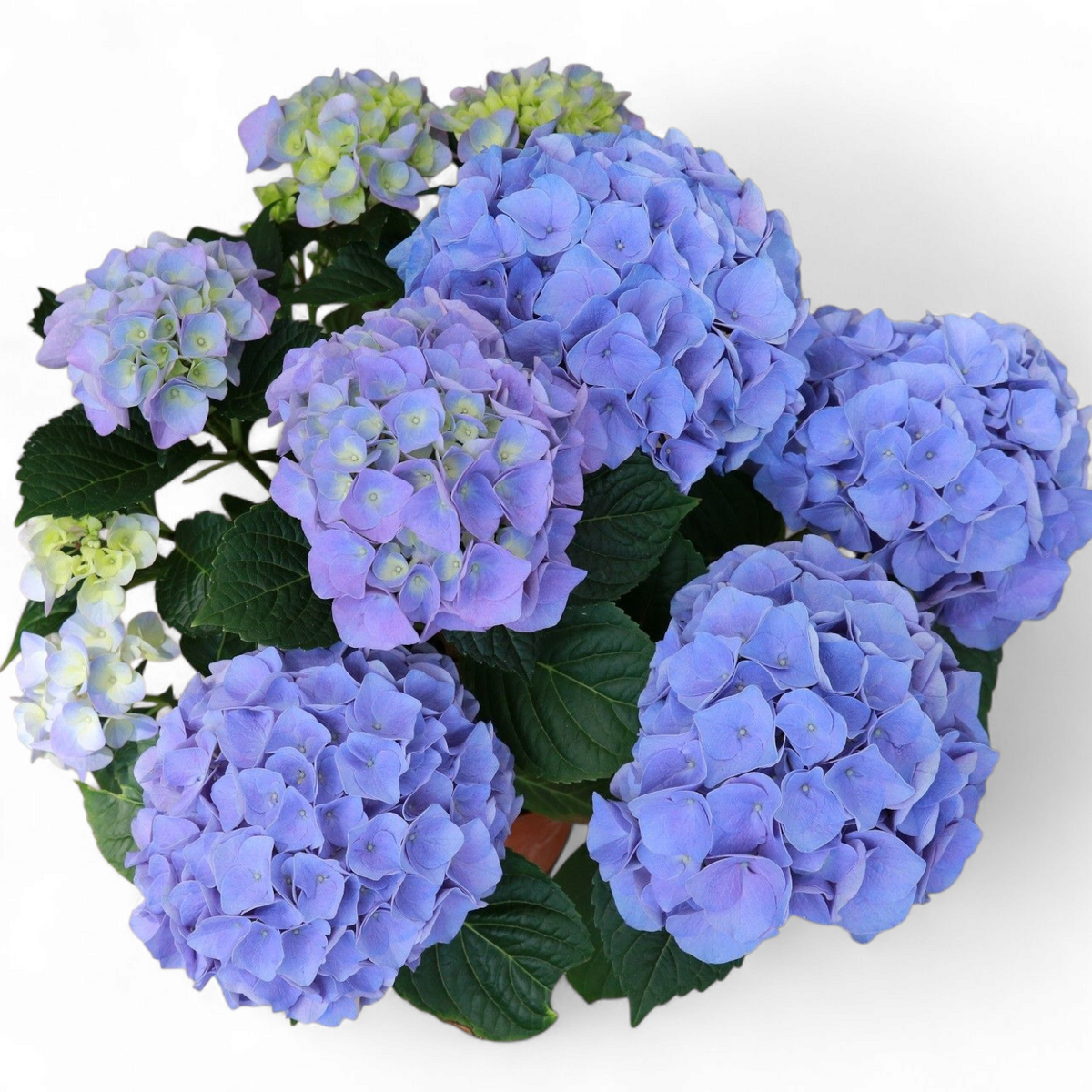 Hydrangea macrophylla, hortenzija Več barvnih kombinacij