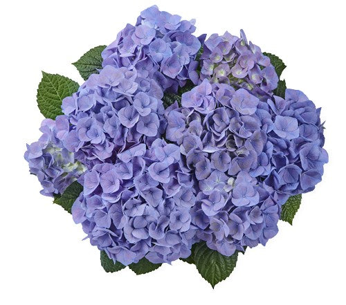 Hydrangea macrophylla, hortenzija modra