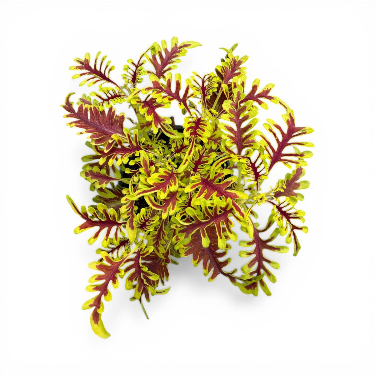 Coleus, okrasna kopriva