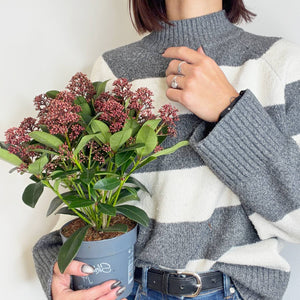 Skimmia japonica Rubella Japonska skimija