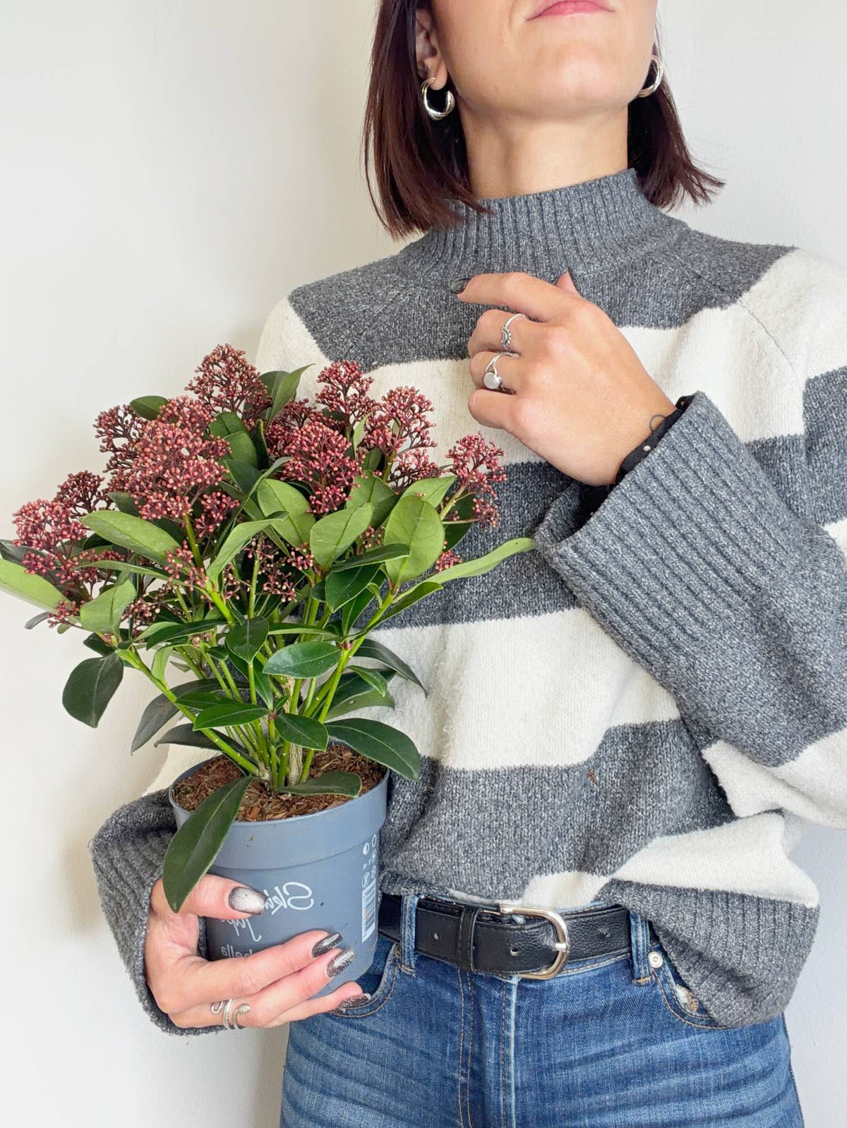 Skimmia japonica Rubella Japonska skimija
