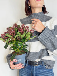 Skimmia japonica Rubella Japonska skimija