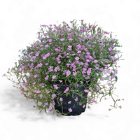 Gypsophila muralis, šlajer