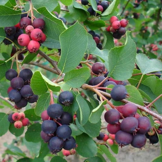 Amelanchier alnifolia ‘Greatberry Garden’ – šmarna hrušica