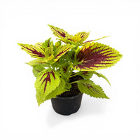 Coleus, okrasna kopriva