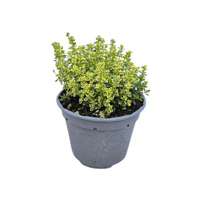 Dišavnica Thymus Mystic lemon, Limonski timijan
