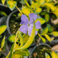 Vinca minor