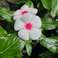 Catharanthus roeu, Viseča vinka