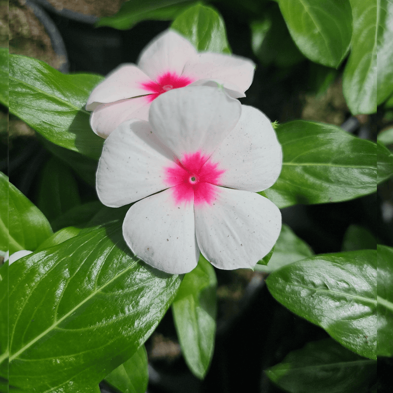 Catharanthus roeu, Viseča vinka