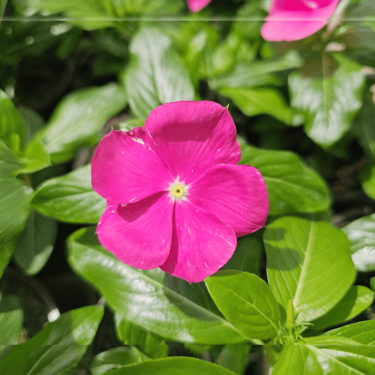 Catharanthus roeu, Viseča vinka